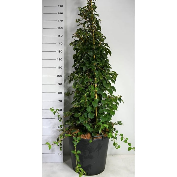 Klätterhortensia – Hydrangea petiolaris - C50 150-175 cm.